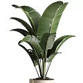 Two Large Leafy Potted Plants In Beige Pots On Wooden Stands