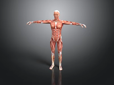 Human Muscle Anatomy 3D Rendered Model With Full Body Muscular Structure 3d model