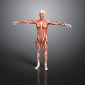 Human Muscle Anatomy 3D Rendered Model With Full Body Muscular Structure