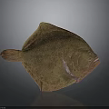 Detailed Brown Flounder Fish With Red Body Part On Gray Background