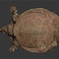 Detailed Brown Softshell Turtle With Unique Shell Texture Isolated On Dark Background 3d model
