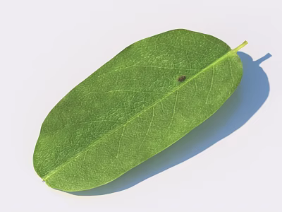Fresh Green Leaf With Visible Veins On White Background And Natural Shadow 3d model