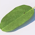 Fresh Green Leaf With Visible Veins On White Background And Natural Shadow