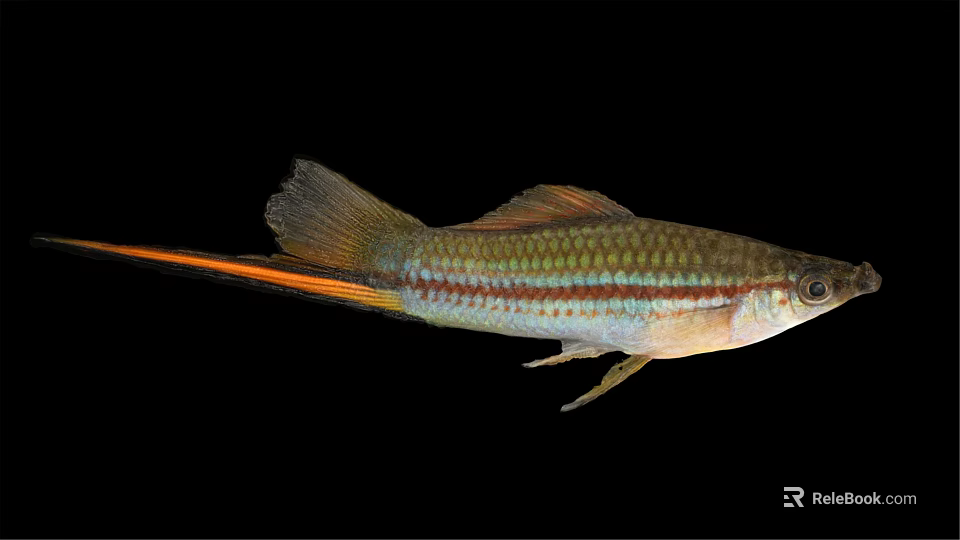 Colorful Freshwater Fish with Striped Body Orange Tail and Shiny Scales 3d model 