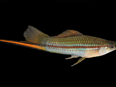 Colorful Freshwater Fish with Striped Body Orange Tail and Shiny Scales 3d model