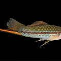 Colorful Freshwater Fish with Striped Body Orange Tail and Shiny Scales
