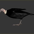 Modern Vulture Big Bird 3d model