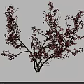 Ornamental Arbor With Red Blossoms And Elegant Spreading Branches In Full Bloom