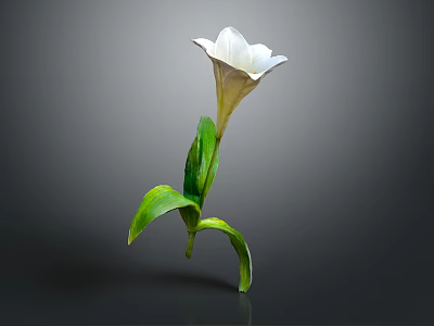 Fresh White Flower With Green Leaves And Delicate Petals On Gray Background 3d model