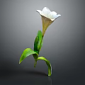 Fresh White Flower With Green Leaves And Delicate Petals On Gray Background