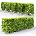 Different Types of Green Shrubs and Neat Hedges for Garden Landscaping