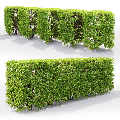 Different Types of Green Shrubs and Neat Hedges for Garden Landscaping 3d model