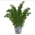 Tall Green Bamboo Plants Growing Under Clear Blue Sky With White Clouds