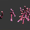 Vibrant Pink Coral Like Branching Plants With Various Shapes And Structures