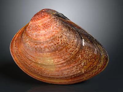 Colorful Clam Shell With Orange Red Spots And Natural Glossy Texture 3d model