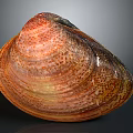 Colorful Clam Shell With Orange Red Spots And Natural Glossy Texture