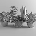 Assorted Green Potted Plants with Lush Foliage for Indoor Home Decor