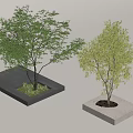 Square Tree Planter With Neutral Tone And Green Leafy Trees