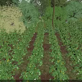 Lush Green Plant Rows In Farm Field Surrounded By Trees And Vegetation