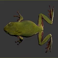 Detailed Green Frog With Red Toes And Pink Underbelly On Dark Smooth Surface