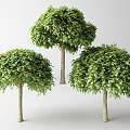 Three Arbor Trees with Lush Green Canopies and Slender Trunks 3d model