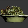 Fresh Sichuan Peppercorns in White Plate with Green and Red Berries