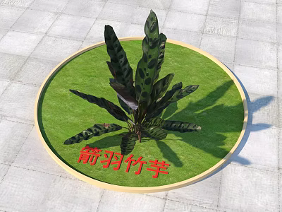 Rattlesnake Plant with Dark Spotted Leaves in Circular Green Lawn Area 3d model