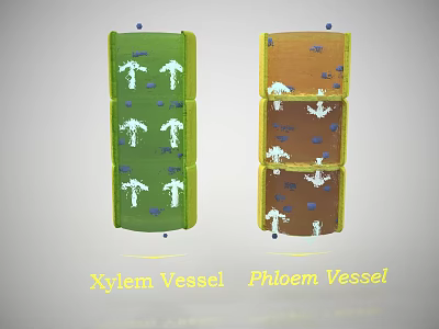 Bamboo Xylem And Phloem Vessel Structure For Water And Nutrient Transport 3d model