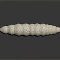 White Caterpillar With Orange Vein Like Patterns Red Head And White Antennae