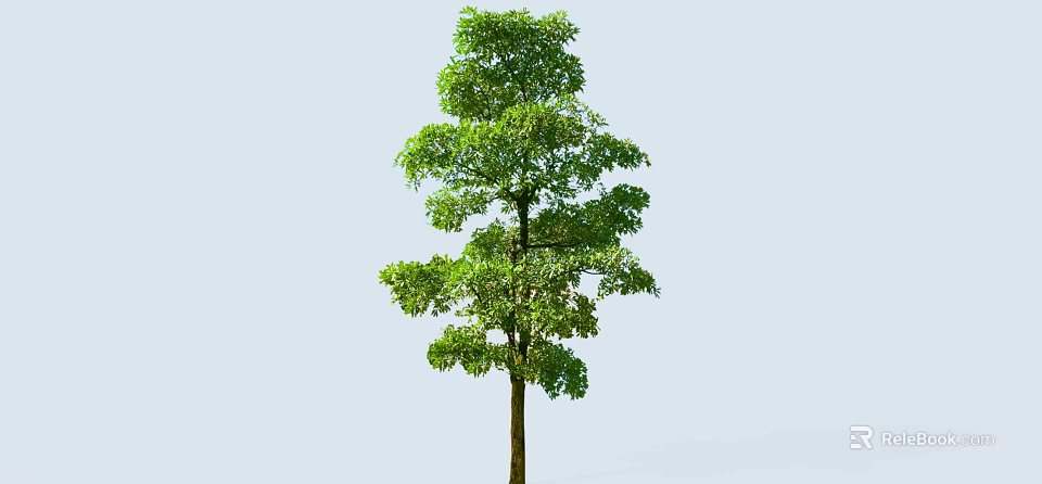 Tall Arbor With Lush Green Foliage And Strong Trunk Against Light Blue Backdrop 3d model 