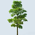 Tall Arbor With Lush Green Foliage And Strong Trunk Against Light Blue Backdrop