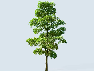 Tall Arbor With Lush Green Foliage And Strong Trunk Against Light Blue Backdrop 3d model