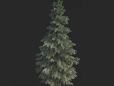 Tall Evergreen Arbor Tree with Lush Green Foliage and Pyramidal Crown 3d model