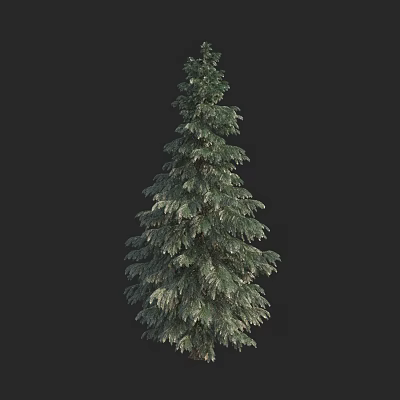 Tall Evergreen Arbor Tree with Lush Green Foliage and Pyramidal Crown 3d model
