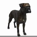 Brindle Boxer Dog Standing And Looking Side On Black Background