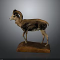 Mounted Ram Taxidermy Display With Curved Horns On Wooden Base