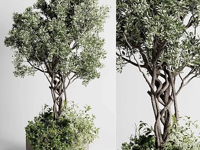 Elegant Bonsai Plant With Twisted Trunk And Lush Green Leaves For Indoor Decor 3d model
