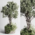 Elegant Bonsai Plant With Twisted Trunk And Lush Green Leaves For Indoor Decor