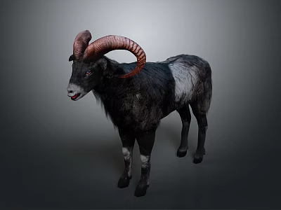 Black And White Ram With Large Curved Horns Standing On Gray Background 3d model