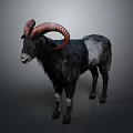 Black And White Ram With Large Curved Horns Standing On Gray Background