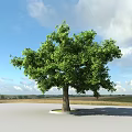 Garden Landscape With Large Green Tree Open Grassland Cloudy Sky And Distant Horizon