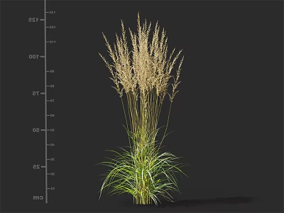 Ornamental Grass With Green Leaves And Golden Plumes In Height Measurement Setup 3d model
