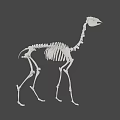 Complete Animal Skeleton Structure in Standing Posture with Gray Background