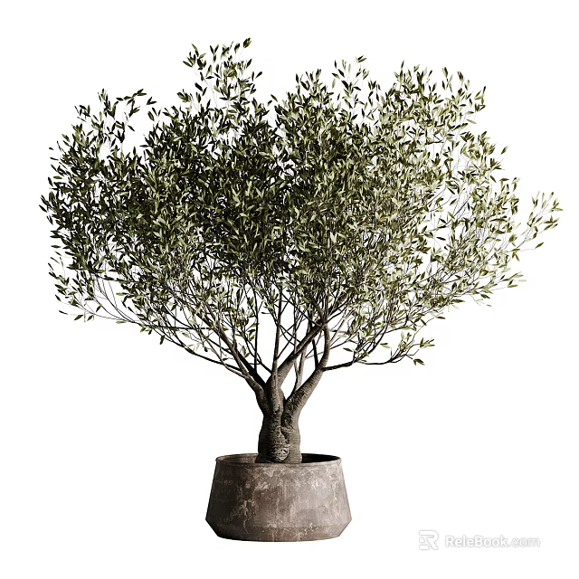 Potted Olive Tree Bonsai with Double Trunk and Lush Green Foliage in Clay Planter 3d model 
