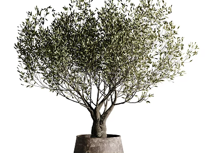 Potted Olive Tree Bonsai with Double Trunk and Lush Green Foliage in Clay Planter 3d model