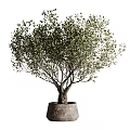 Potted Olive Tree Bonsai with Double Trunk and Lush Green Foliage in Clay Planter