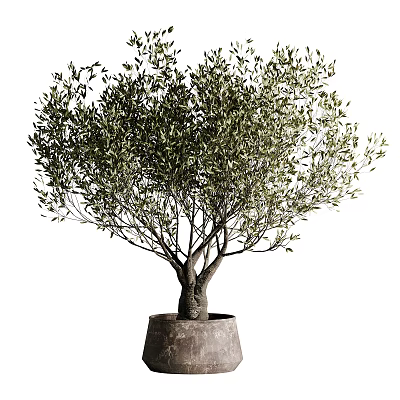 Potted Olive Tree Bonsai with Double Trunk and Lush Green Foliage in Clay Planter 3d model