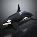 Modern Killer Whale Killer Whale Killer Whale 3d model