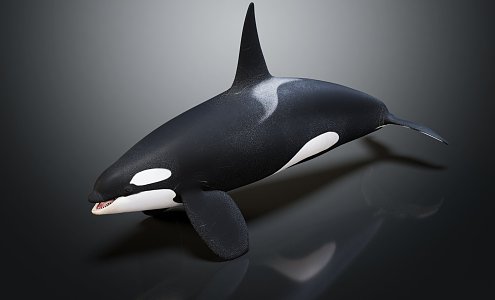 Modern Killer Whale Killer Whale Killer Whale 3d model