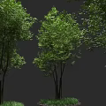Lush Green Leafy Arbor Trees Growing With Fresh Grass On Ground 3d model